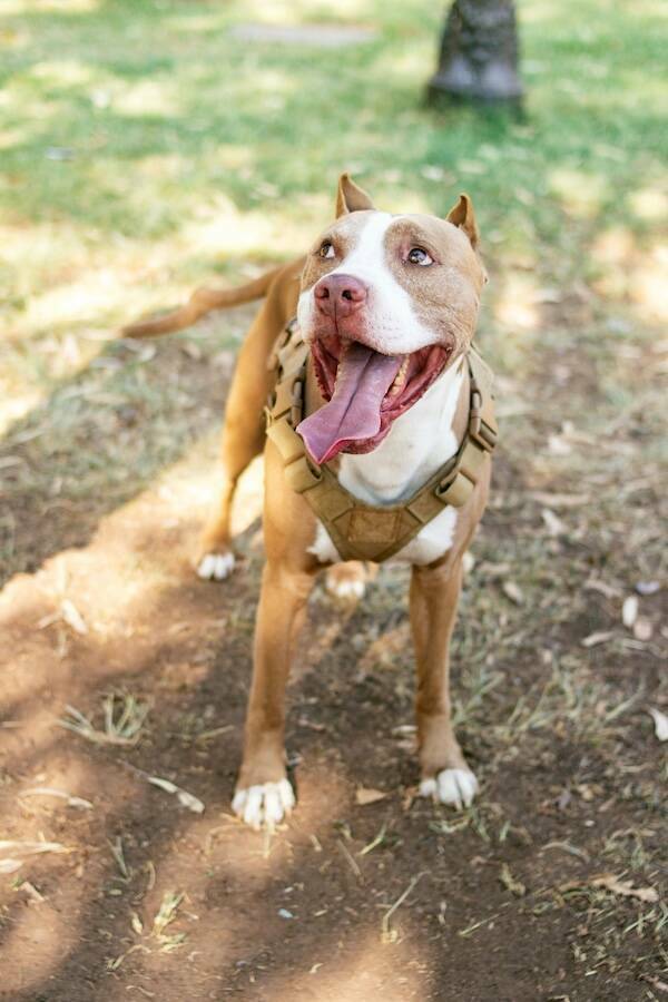 Pit Bulls Thriving and Loving Life