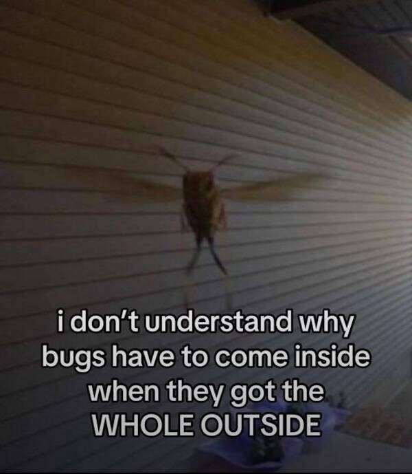 Wholesome Memes for Kind Souls