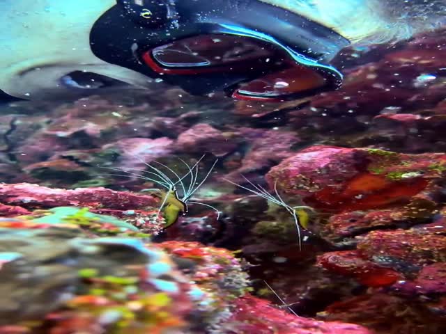 Natures Best Dental Hygienists : Cleaner Shrimps (Lysmata Amboinensis )