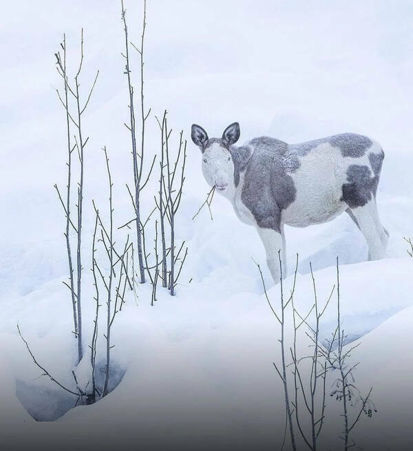 Everyday Scenes with an Interesting Twist