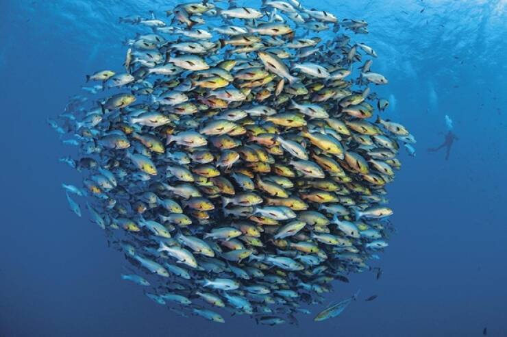 Quick Facts to Tickle Your Brain