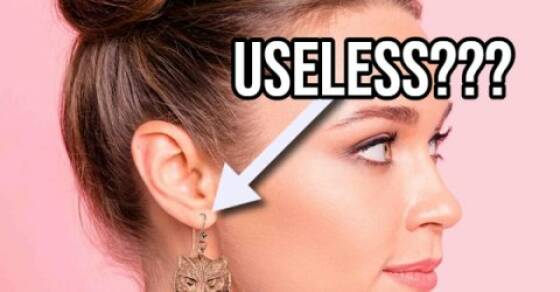 Quick Facts to Tickle Your Brain