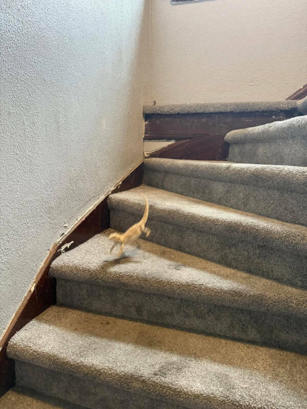 Unexplainable Pics Straight Out of Chaos