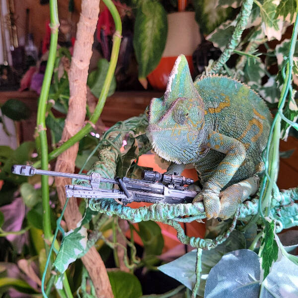 Adorable Chameleons Showing Their Charm Adorable Chameleons Showing Their Charm