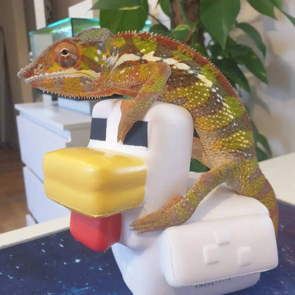 Adorable Chameleons Showing Their Charm Adorable Chameleons Showing Their Charm