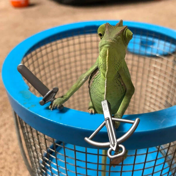 Adorable Chameleons Showing Their Charm Adorable Chameleons Showing Their Charm