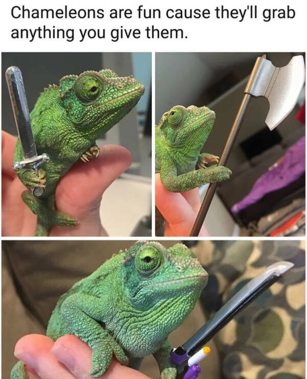 Adorable Chameleons Showing Their Charm Adorable Chameleons Showing Their Charm