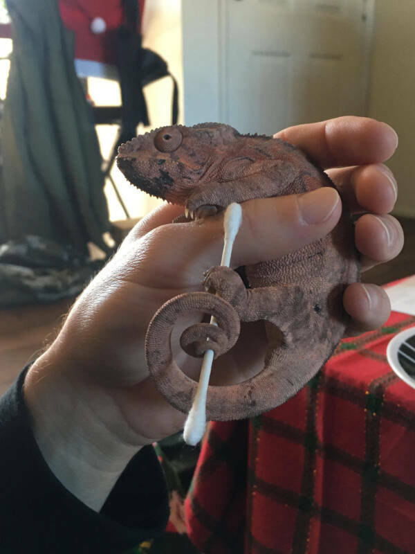 Adorable Chameleons Showing Their Charm Adorable Chameleons Showing Their Charm