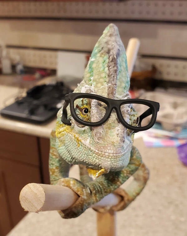 Adorable Chameleons Showing Their Charm Adorable Chameleons Showing Their Charm