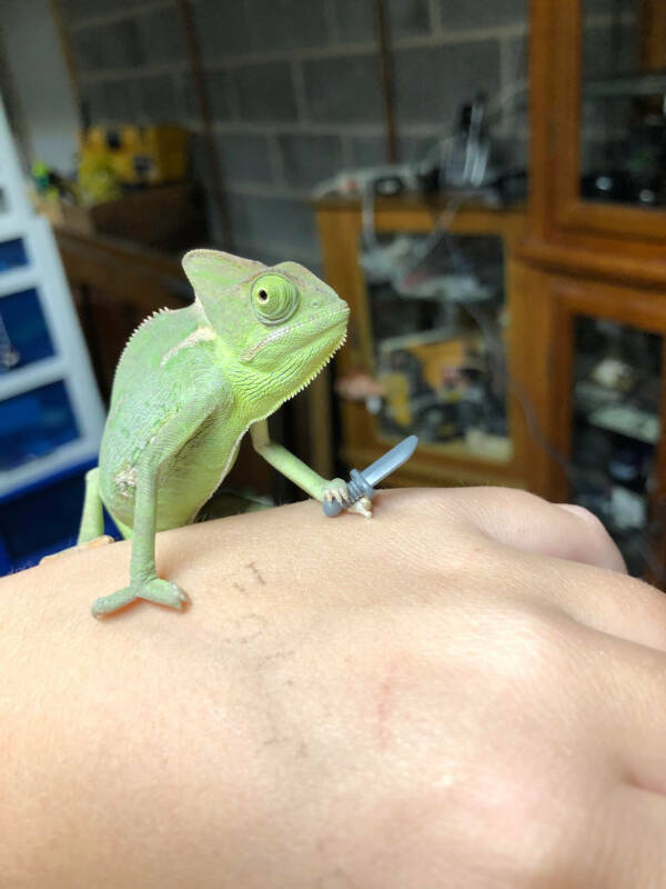 Adorable Chameleons Showing Their Charm Adorable Chameleons Showing Their Charm