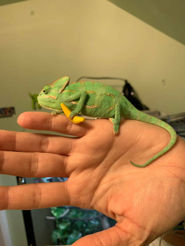 Adorable Chameleons Showing Their Charm Adorable Chameleons Showing Their Charm