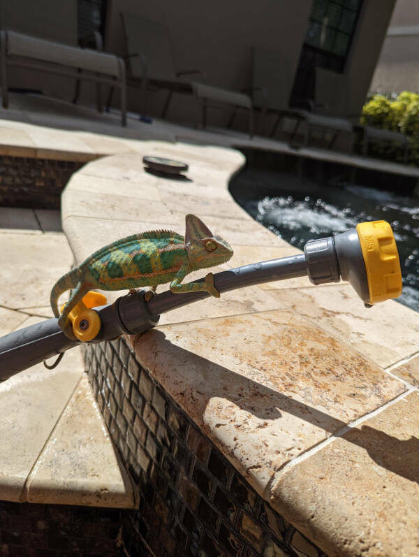 Adorable Chameleons Showing Their Charm Adorable Chameleons Showing Their Charm