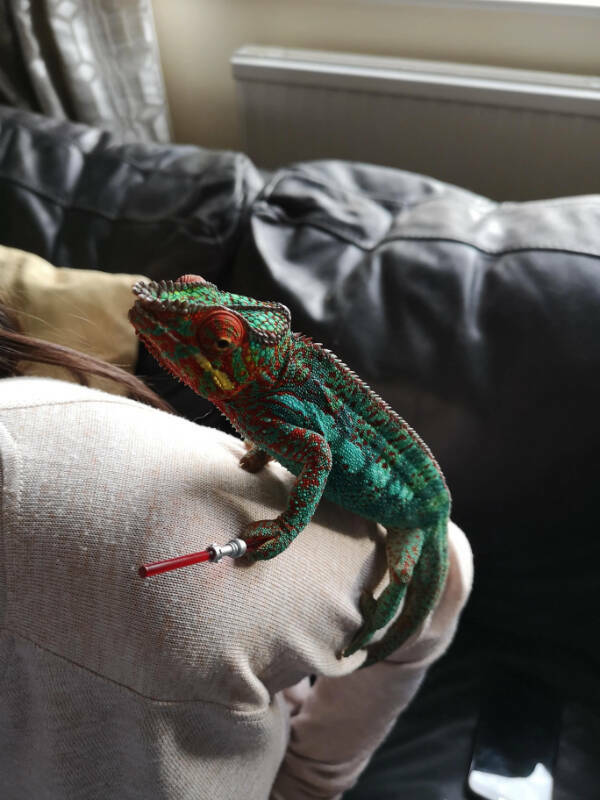 Adorable Chameleons Showing Their Charm Adorable Chameleons Showing Their Charm