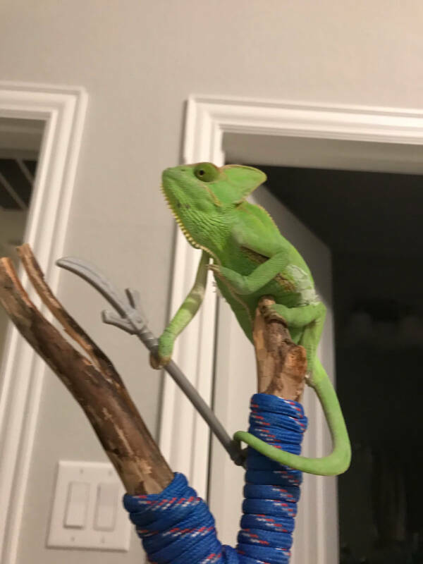 Adorable Chameleons Showing Their Charm Adorable Chameleons Showing Their Charm