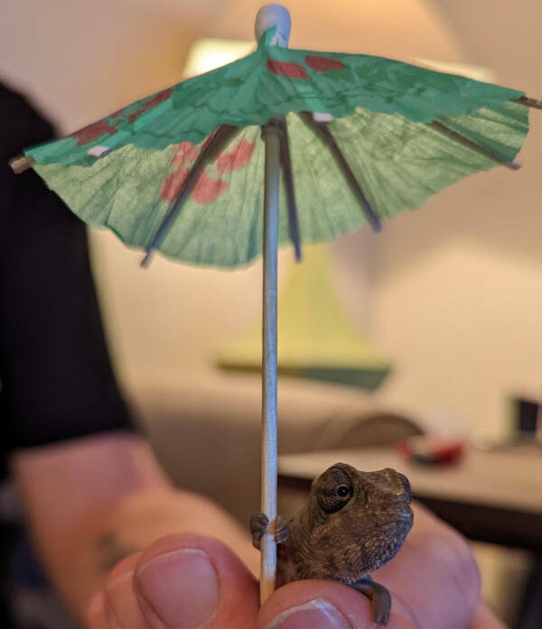 Adorable Chameleons Showing Their Charm Adorable Chameleons Showing Their Charm