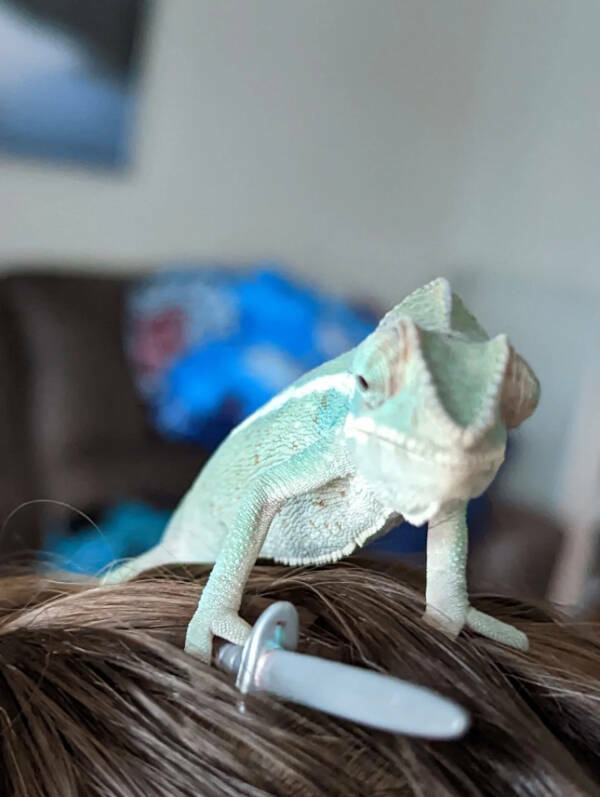 Adorable Chameleons Showing Their Charm Adorable Chameleons Showing Their Charm