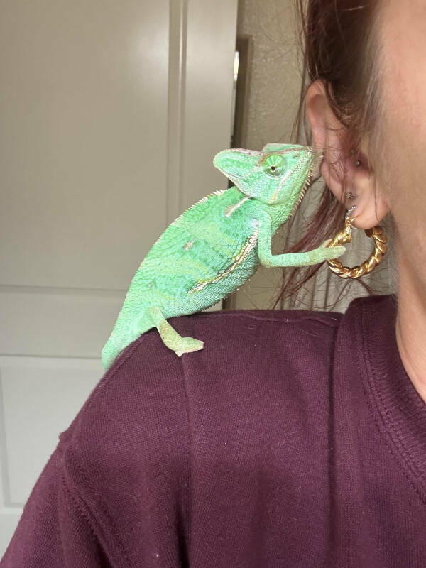 Adorable Chameleons Showing Their Charm Adorable Chameleons Showing Their Charm