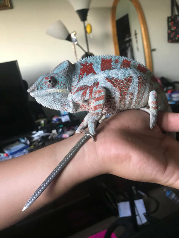 Adorable Chameleons Showing Their Charm Adorable Chameleons Showing Their Charm