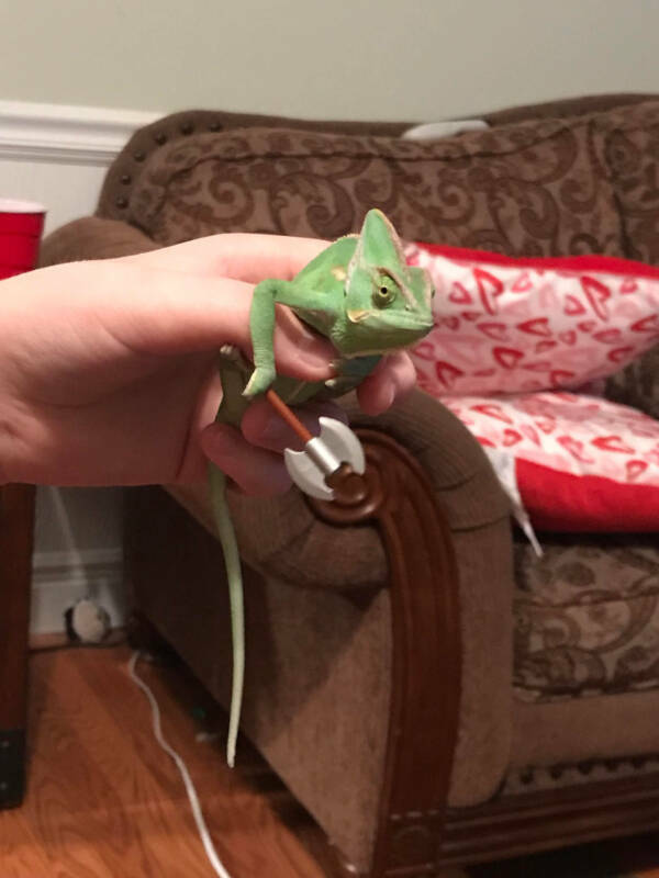 Adorable Chameleons Showing Their Charm Adorable Chameleons Showing Their Charm