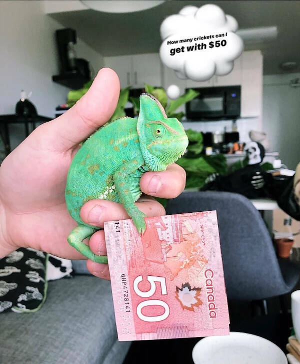 Adorable Chameleons Showing Their Charm Adorable Chameleons Showing Their Charm