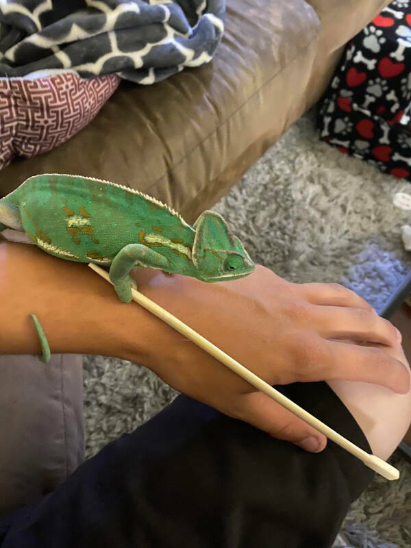 Adorable Chameleons Showing Their Charm Adorable Chameleons Showing Their Charm