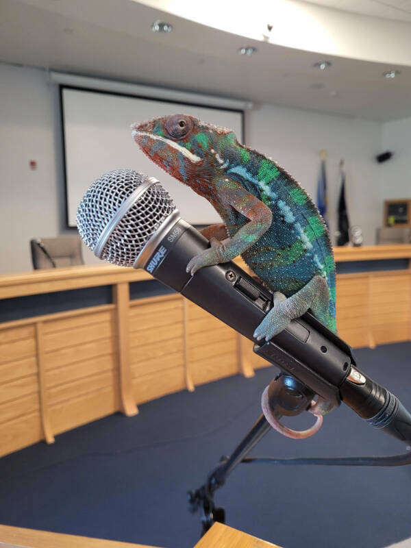 Adorable Chameleons Showing Their Charm Adorable Chameleons Showing Their Charm