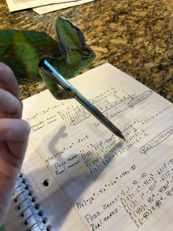 Adorable Chameleons Showing Their Charm Adorable Chameleons Showing Their Charm