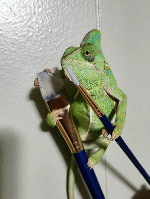 Adorable Chameleons Showing Their Charm Adorable Chameleons Showing Their Charm