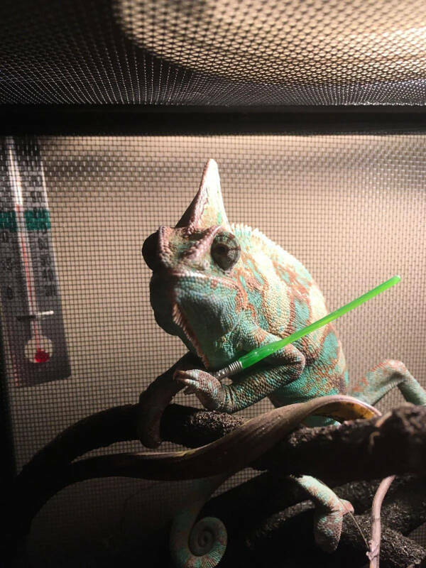 Adorable Chameleons Showing Their Charm Adorable Chameleons Showing Their Charm