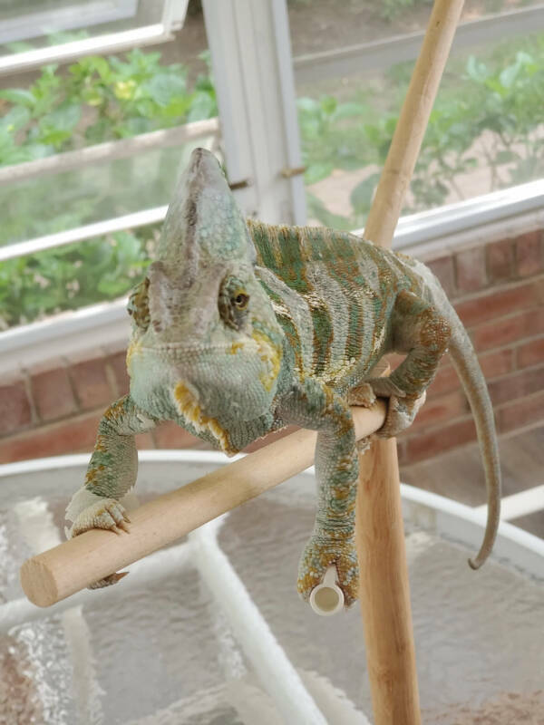 Adorable Chameleons Showing Their Charm Adorable Chameleons Showing Their Charm