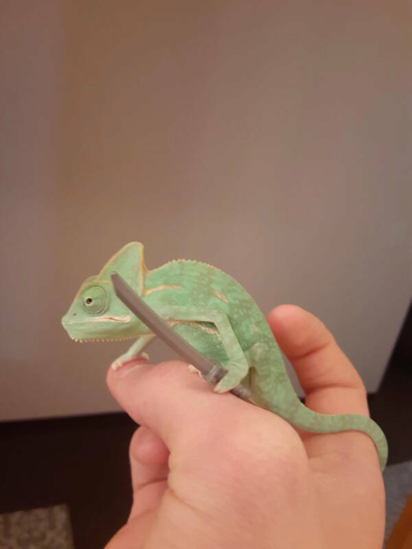 Adorable Chameleons Showing Their Charm Adorable Chameleons Showing Their Charm