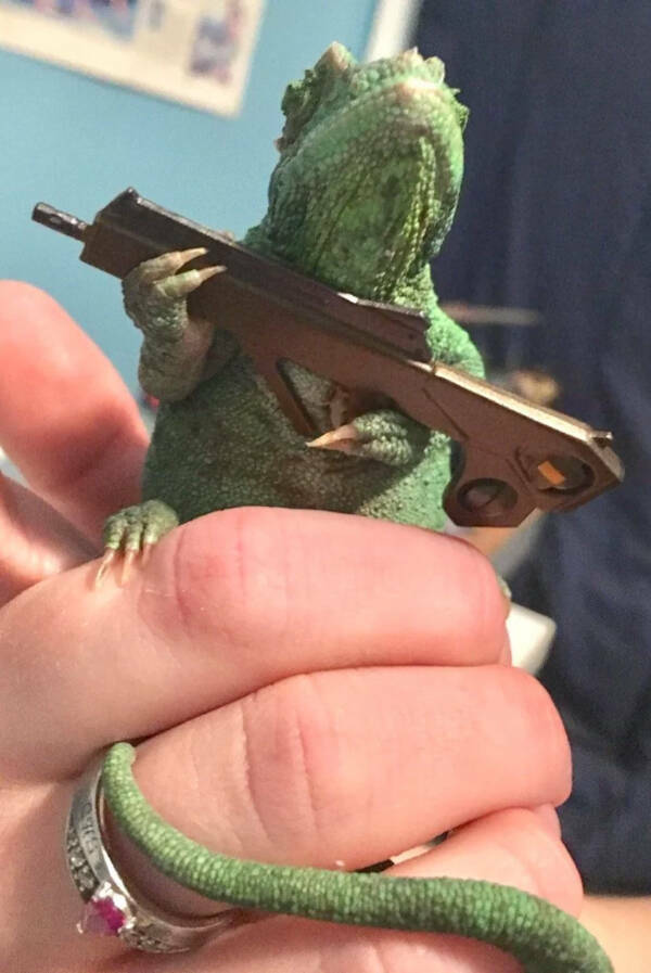 Adorable Chameleons Showing Their Charm Adorable Chameleons Showing Their Charm