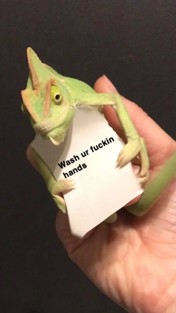 Adorable Chameleons Showing Their Charm Adorable Chameleons Showing Their Charm