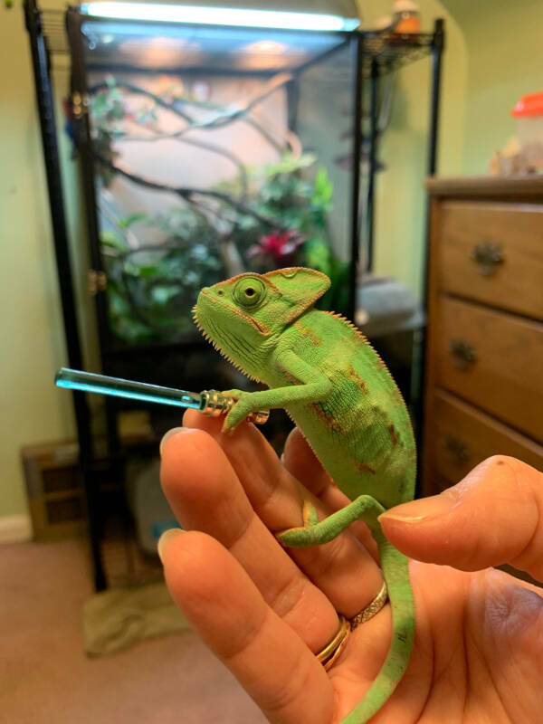 Adorable Chameleons Showing Their Charm Adorable Chameleons Showing Their Charm