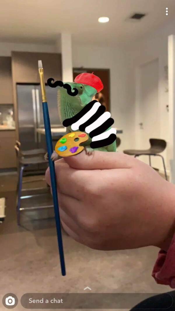 Adorable Chameleons Showing Their Charm Adorable Chameleons Showing Their Charm