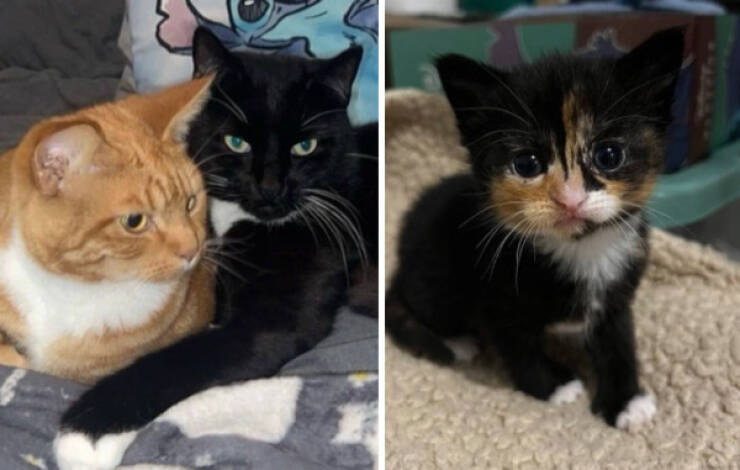 Cats Being Hilarious, as Always