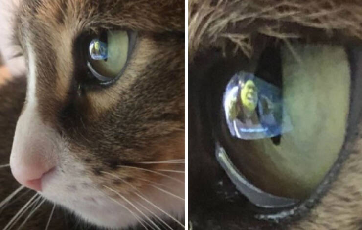 Cats Being Hilarious, as Always