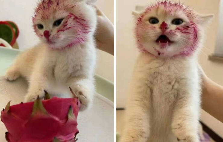 Cats Being Hilarious, as Always