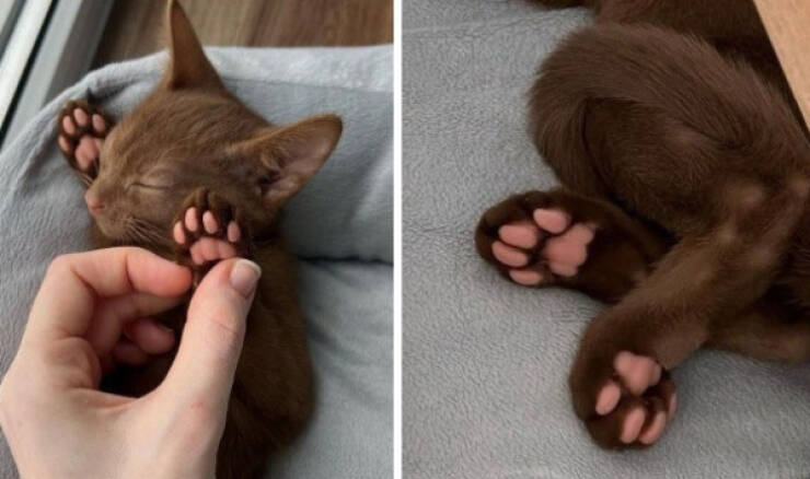 Cats Being Hilarious, as Always