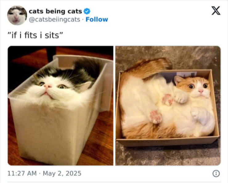 Cats Being Hilarious, as Always