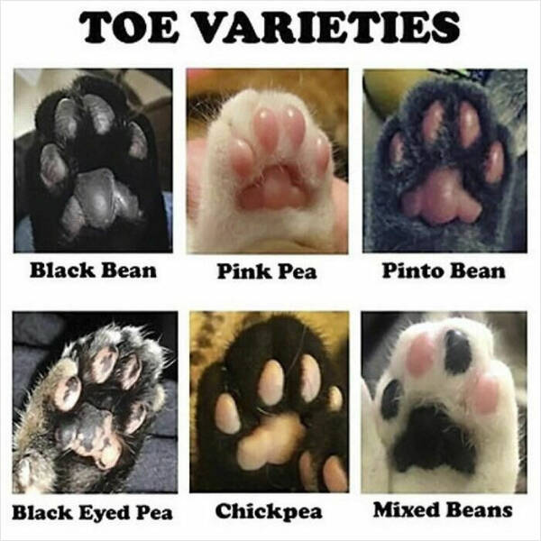 Cats Being Hilarious, as Always