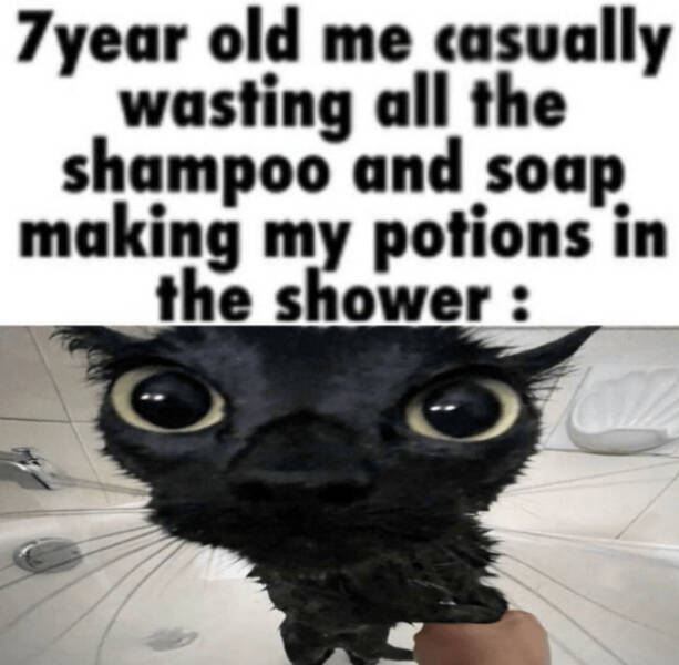 Cats Being Hilarious, as Always