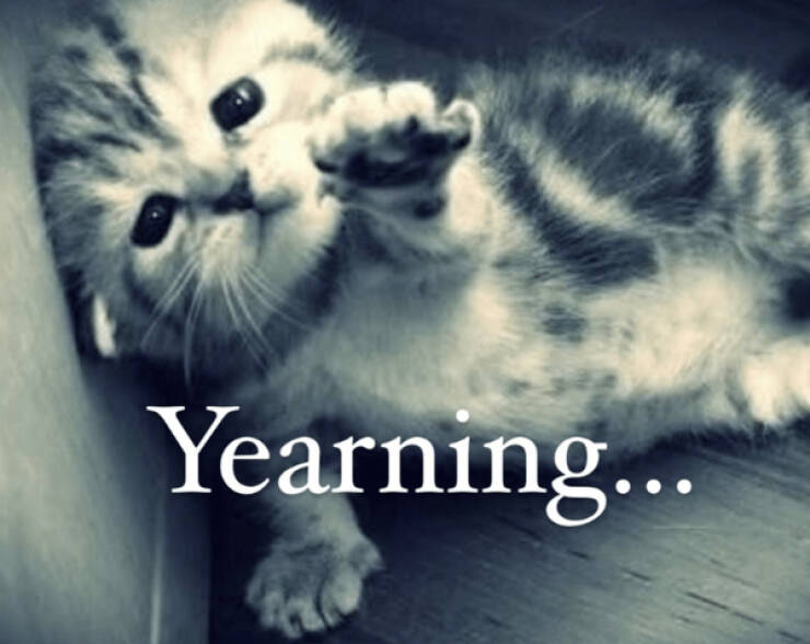 Cats Being Hilarious, as Always