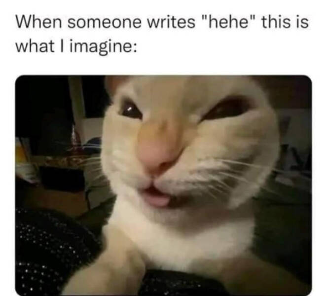 Cats Being Hilarious, as Always