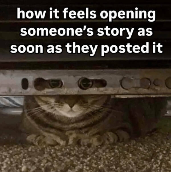 Cats Being Hilarious, as Always