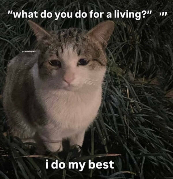 Cats Being Hilarious, as Always