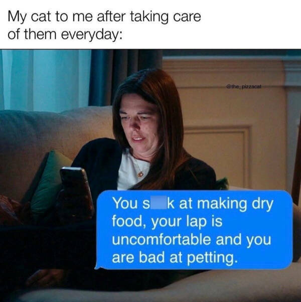 Cats Being Hilarious, as Always