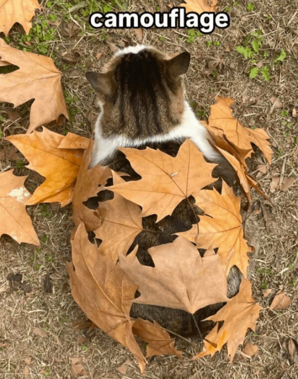 Cats Being Hilarious, as Always