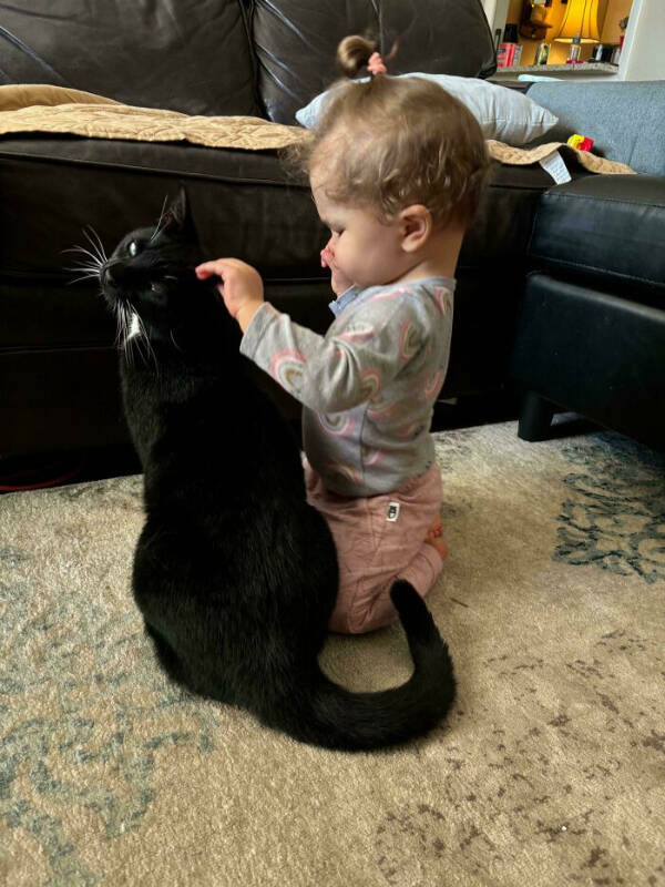 Cats Being Hilarious, as Always