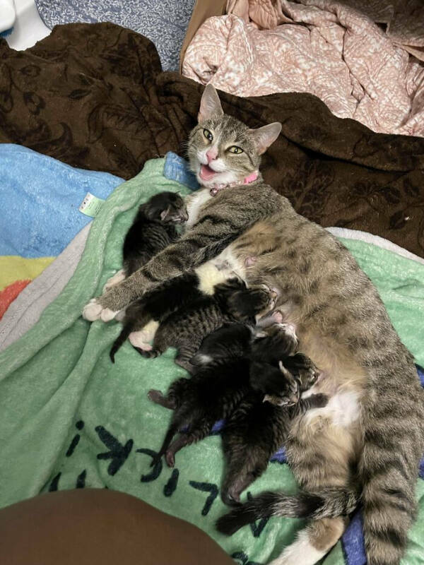 Cats Being Hilarious, as Always